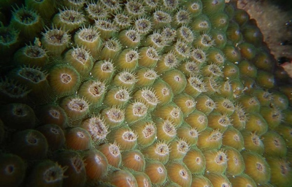 Los corales constructores de arrecifes en el Atlántico oeste: descubre su historia y su importancia para nosotros