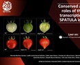 Conserved and novel roles of the bHLH transcription factor SPATULA in tomato