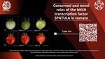 Conserved and novel roles of the bHLH transcription factor SPATULA in tomato