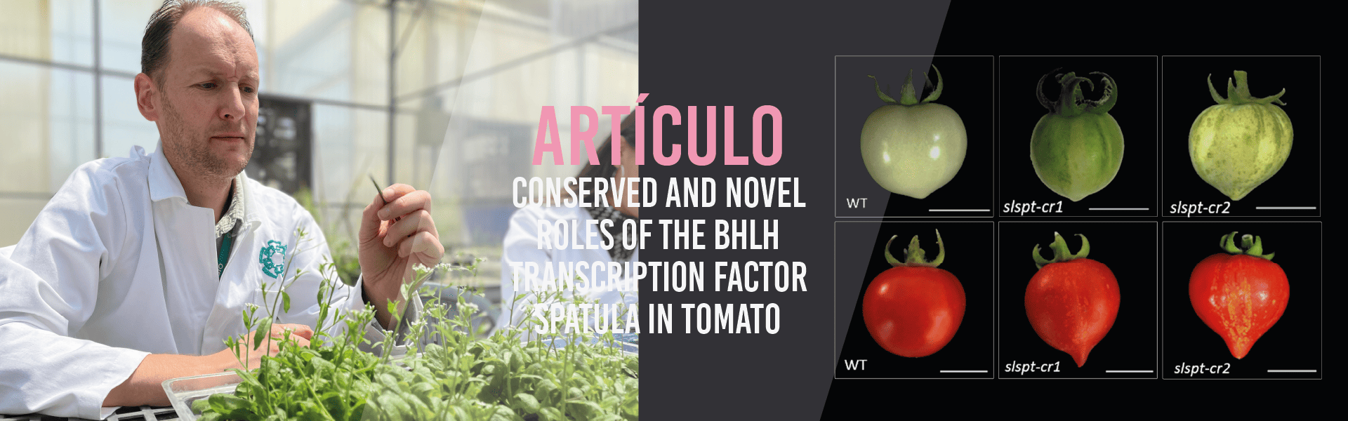 Conserved and novel roles of the bHLH transcription factor SPATULA in tomato