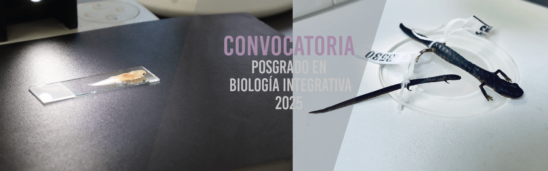 Posgrado en Biología Integrativa (Maestría y Doctorado)