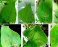 SNP-based functional marker for anthracnose-resistant Co-2 gene in common bean (Phaseolus vulgaris L.)