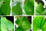 SNP-based functional marker for anthracnose-resistant Co-2 gene in common bean (Phaseolus vulgaris L.)
