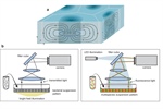 Dynamically induced spatial segregation in multispecies bacterial bioconvection