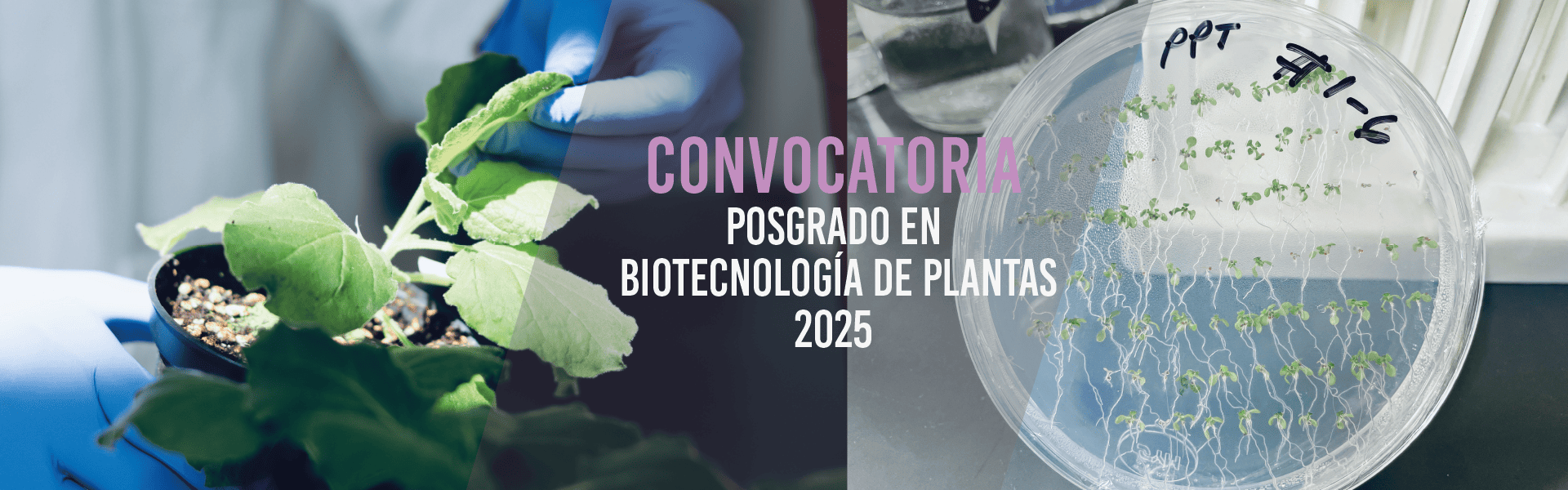 Posgrado en Biotecnología de Plantas (Maestría y Doctorado)