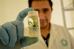 2025 Call for applications for the postgraduate program in  Plant Biotechnology at Cinvestav Irapuato (Master's and Doctorate) for foreigners