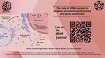 The role of DNA content in shaping chromatin architecture and gene expression
