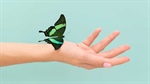 Metamorfosis, el complejo cambio de las formas de vida