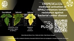 CRISPR/dCas12a-mediated activation of SlPAL2 enhances tomato resistance against bacterial canker disease