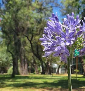 La primavera florece en Cinvestav