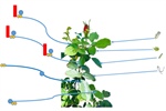 Mixed Plant Viral Infections: Complementation, Interference and Their Effects, a Review