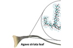Terahertz spectroscopy and imaging as a tool to unlock physiological and molecular mechanisms for drought resistance of agaves