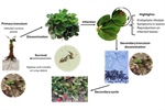 Neopestalotiopsis spp.: A Threat to Strawberry Production and Management