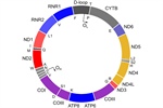 Detection of single nucleotide variants in the mitochondrial genome of healthy mice and humans