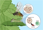 Aliados invisibles: la increíble relación entre parasitoides-polydnavirus