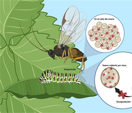 Aliados invisibles: la increíble relación entre parasitoides-polydnavirus