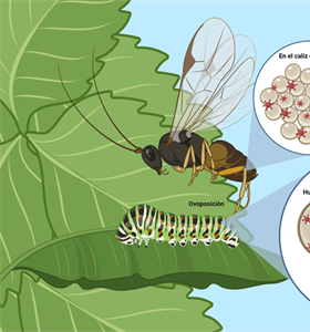 Aliados invisibles: la increíble relación entre parasitoides-polydnavirus