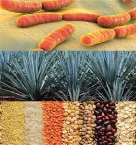 Health-Promoting Food Ingredients during