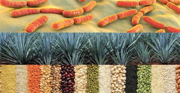 Health-Promoting Food Ingredients during