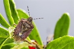Descubriendo los secretos de la enfermedad de Chagas