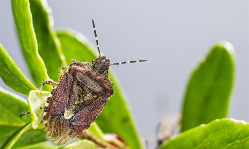 Descubriendo los secretos de la enfermedad de Chagas