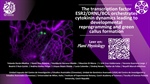 The transcription factor ESR2/DRNL/BOL orchestrates cytokinin dynamics leading to developmental reprogramming and green callus formation