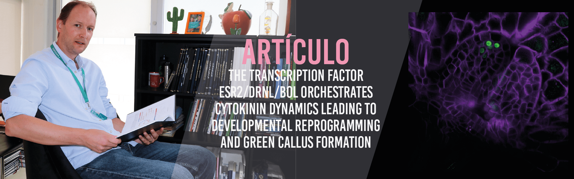 The transcription factor ESR2/DRNL/BOL orchestrates cytokinin dynamics leading to developmental reprogramming and green callus formation