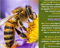 Día mundial de las abejas