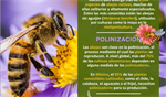 Día mundial de las abejas