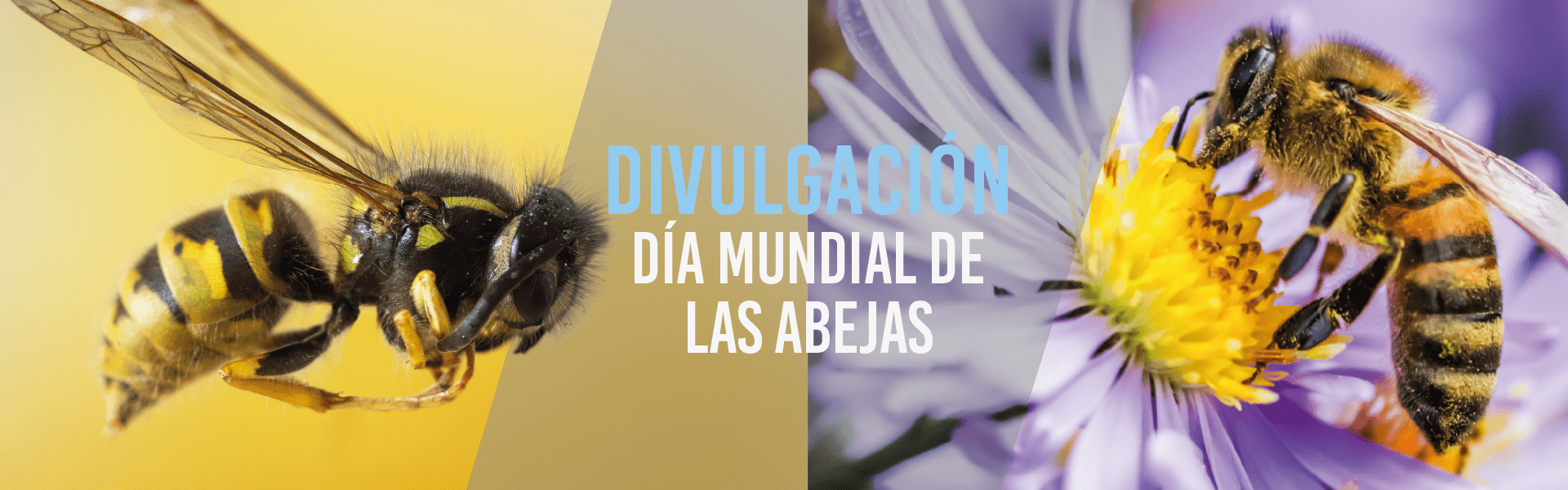 Día mundial de las abejas
