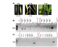 A maize non- infectious clone from Sugarcane mosaic virus can move in detached tobacco leaves