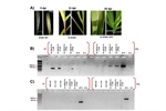 A maize non- infectious clone from Sugarcane mosaic virus can move in detached tobacco leaves