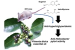 Chemical Variation and Biological Properties of the Essential Oil and Main Volatiles of Pimenta dioica Harvested in the Northern Highlands of Puebla, Mexico