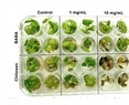 Fusarium oxysporum Tolerance assay in Strawberry (Fragaria x ananassa) Varieties and Analysis of FaPAL Gene Expression in an In vitro System