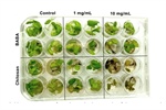 Fusarium oxysporum Tolerance assay in Strawberry (Fragaria x ananassa) Varieties and Analysis of FaPAL Gene Expression in an In vitro System