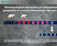 Javier López Muñoz - Pharmacological interactions of sulforaphane and gabapentin in a murine fibromyalgia-like pain model