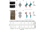 Genetic and transcriptomic analysis of lentil seed imbibition and dormancy in relation to its domestication