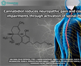 Vinicio Granados Soto - Cannabidiol reduces neuropathic pain and cognitive impairments through activation of spinal PPARγ