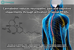 Vinicio Granados Soto - Cannabidiol reduces neuropathic pain and cognitive impairments through activation of spinal PPARγ