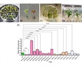 CRISPR/dCas12a-mediated activation of SlPAL2 enhances tomato resistance against bacterial canker disease