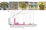CRISPR/dCas12a-mediated activation of SlPAL2 enhances tomato resistance against bacterial canker disease