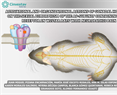Alonso Fernández Guasti - Activational and organizational actions of gonadal hormones on the sexual dimorphism of the α6-subunit containing GABAA receptor in Wistar rats with neuropathic pain