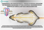 Alonso Fernández Guasti - Activational and organizational actions of gonadal hormones on the sexual dimorphism of the α6-subunit containing GABAA receptor in Wistar rats with neuropathic pain