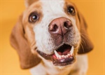 El increíble olfato de los perros: un superpoder para la detección de enfermedades