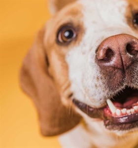 El increíble olfato de los perros: un superpoder para la detección de...