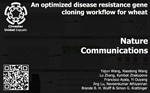An optimized disease resistance gene cloning workflow for wheat