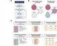 Harnessing emergent properties of microbial consortia for Agriculture: Assembly of the Xilonen SynCom