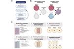 Harnessing emergent properties of microbial consortia for Agriculture: Assembly of the Xilonen SynCom