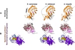 Conservation of the Polyamines Pathway in Ustilaginomycetes A Genomic and Experimental Approach