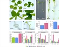 The transcription factor ENHANCER OF SHOOT REGENERATION 2 orchestrates cytokinin dynamics leading to developmental reprograming and green callus formation